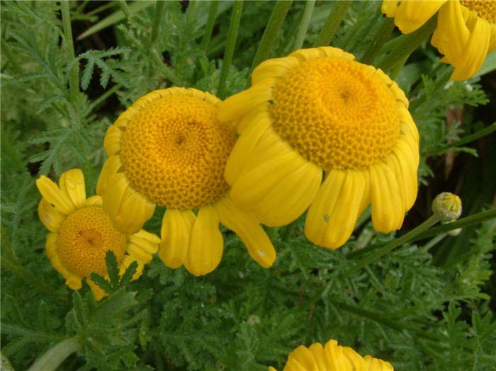 Anthemis tinctoria