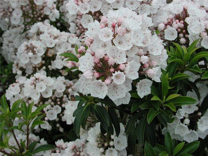 Mountain Laurel, Calico Bush