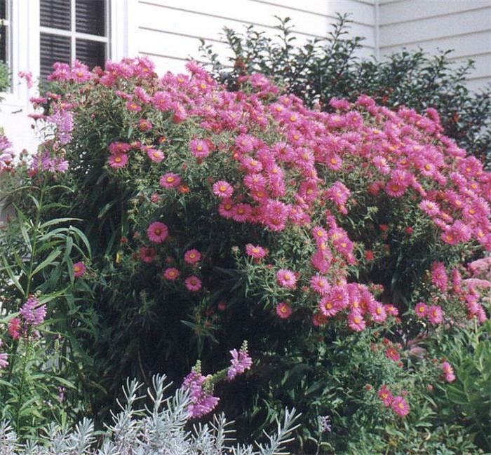 Aster novi-belgii 'Alma Potschke'