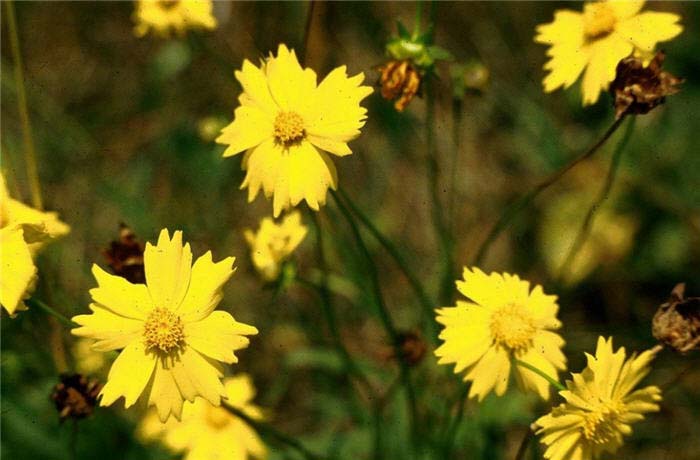 Coreopsis lanceolata