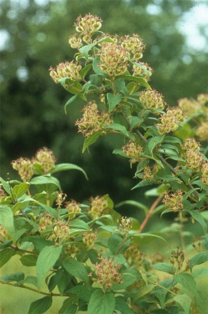 Beauty Bush