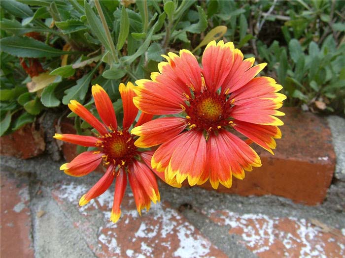 Gaillardia X grandiflora