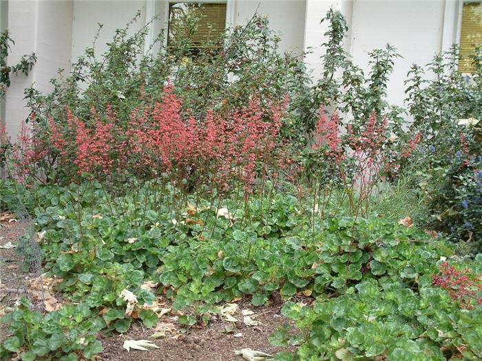 Coral Bells, Arizona