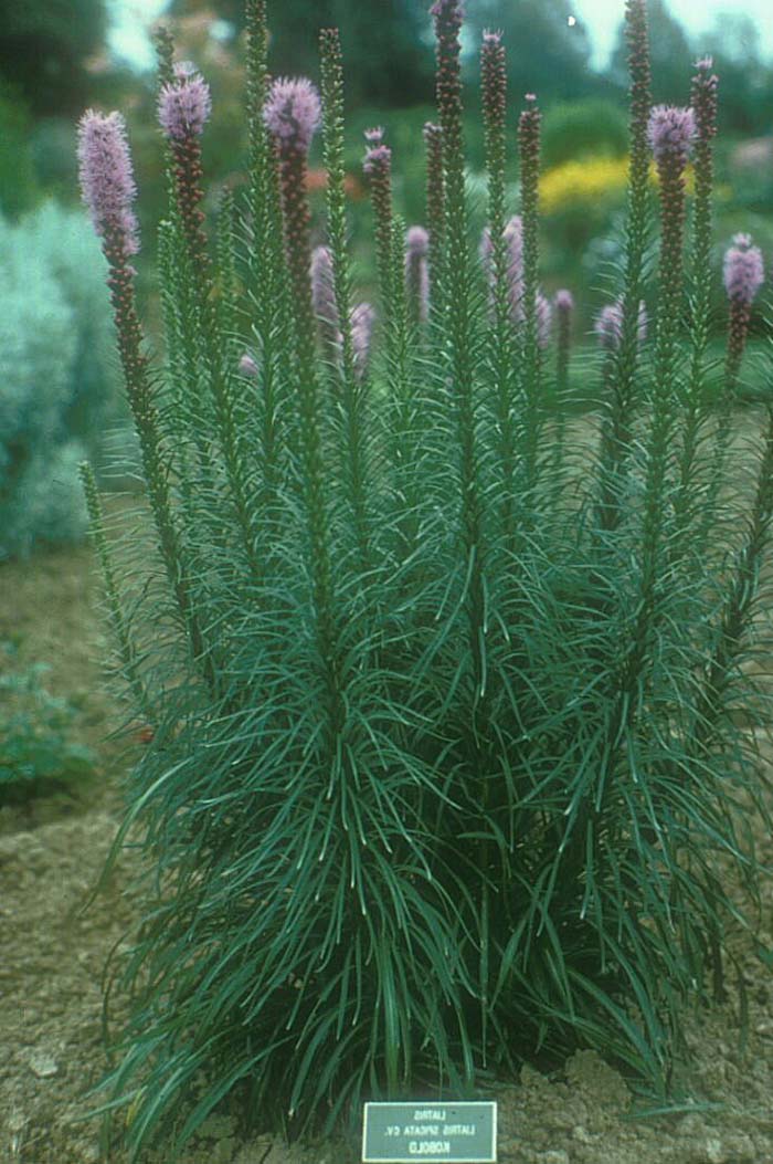 Liatris spicata