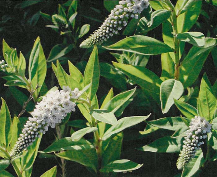 Lysimachia clethroides