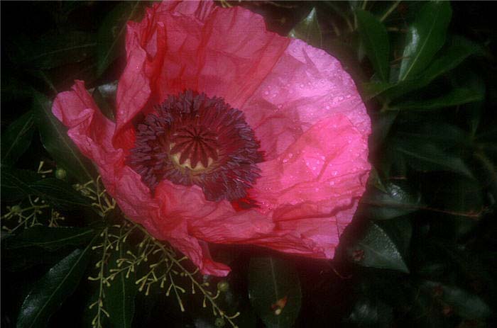 Poppy, Oriental