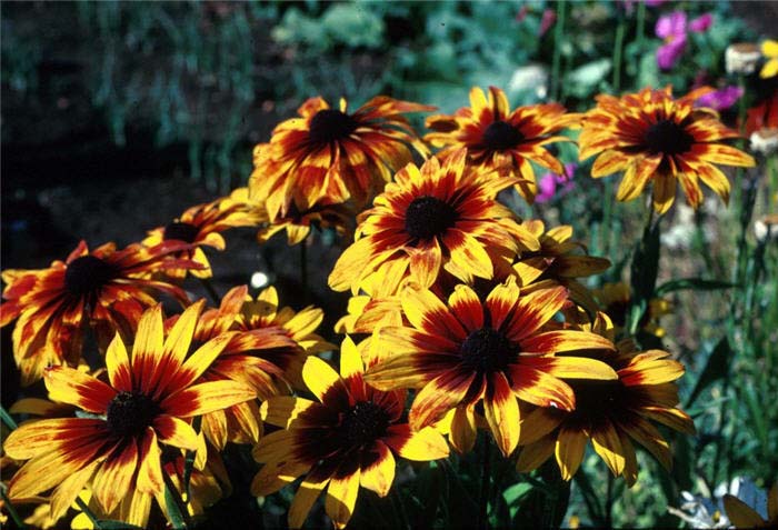 Rudbeckia fulgida