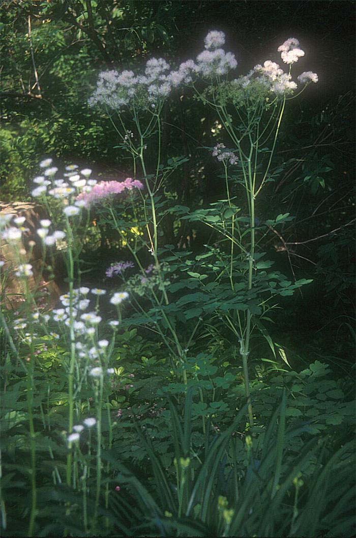 Rue, Columbine Meadow