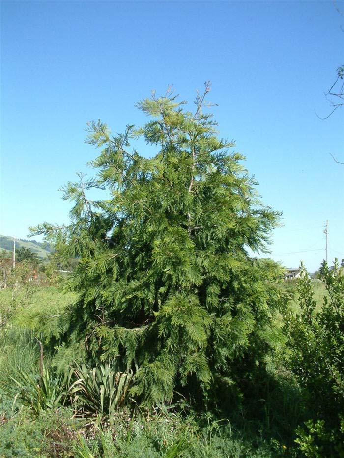 Plant photo of: Calocedrus decurrens