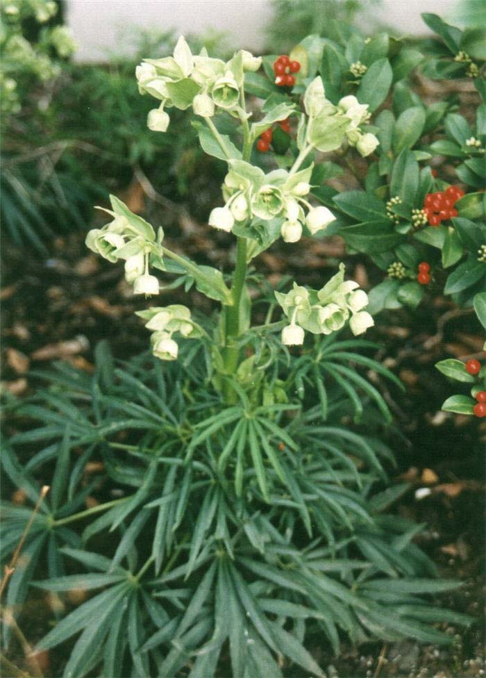 Hellebore, Bear's-Foot