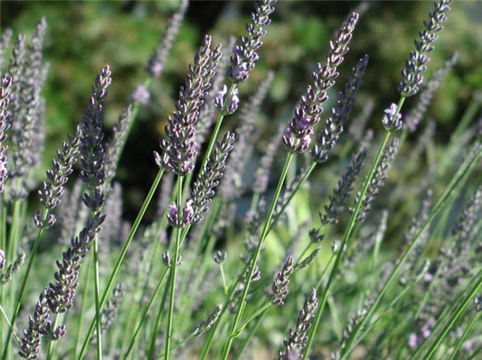 Lavender, English