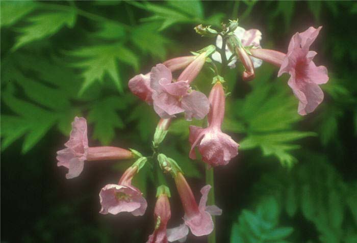 Incarvillea delavayi