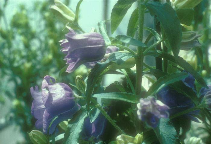 Campanula medium 'Parsons'