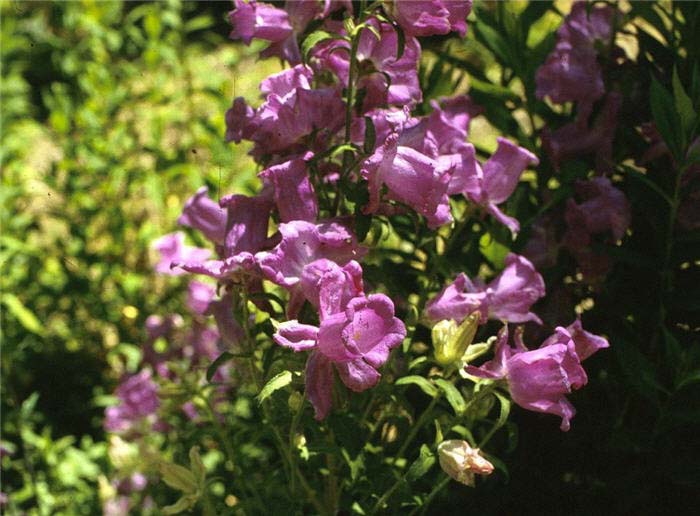 Campanula medium