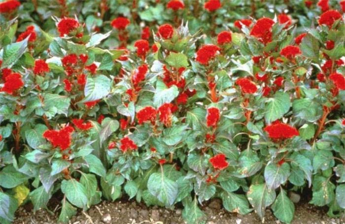 Celosia plumosa 'Prestige Scarlet'