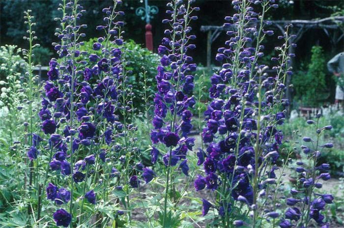 Delphinium elatum 'Pacific Giants'