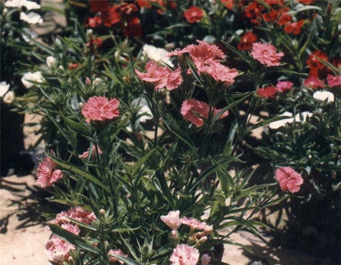 Carnation, Clove Pink