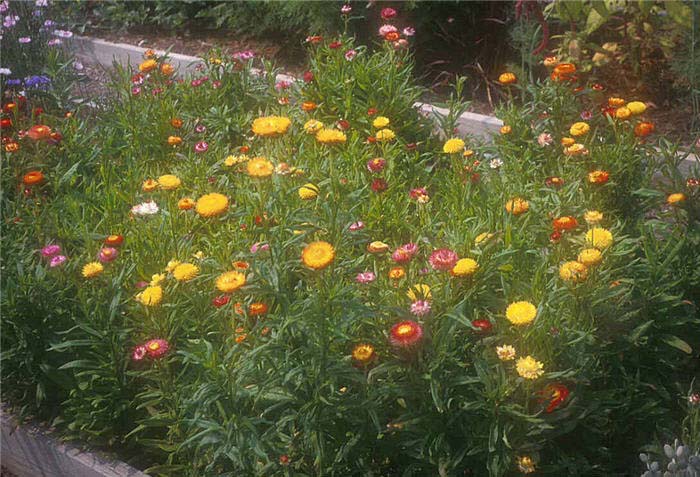 Strawflower, Annual Everlasting