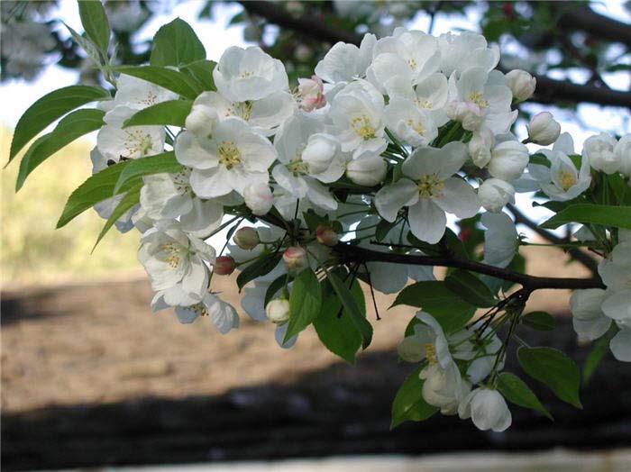 Crabapple, Snowdrift