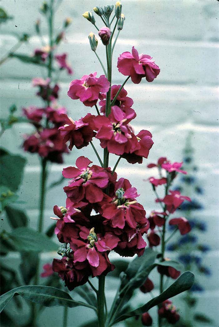 Matthiola incana