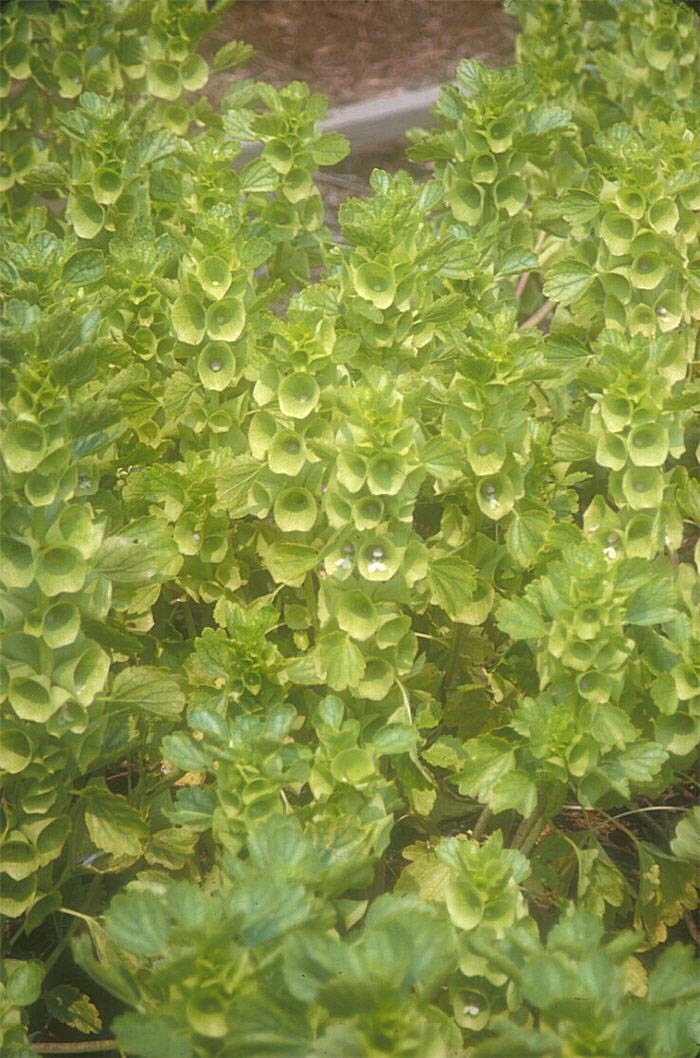 Bells-Of-Ireland, Shell Flower