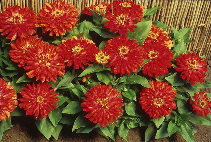 Zinnia elegans 'Peter Pan Red'