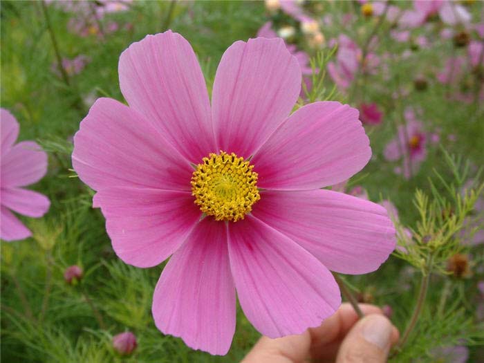 Cosmos bipinnatus