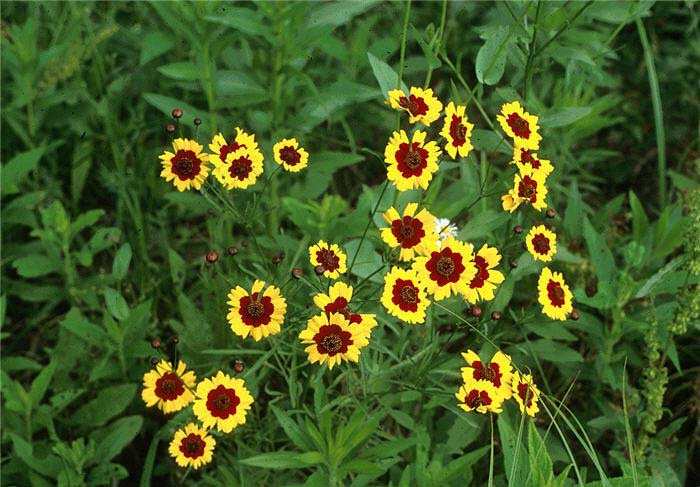 Coreopsis tinctoria