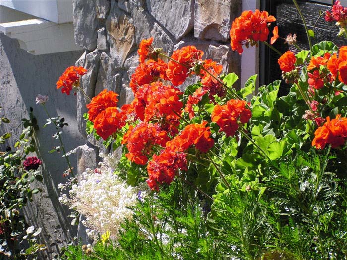 Geranium, Garden or Common