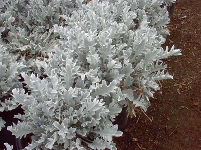 Dusty Miller / Silver Dust