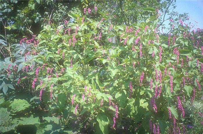 Polygonum orientale