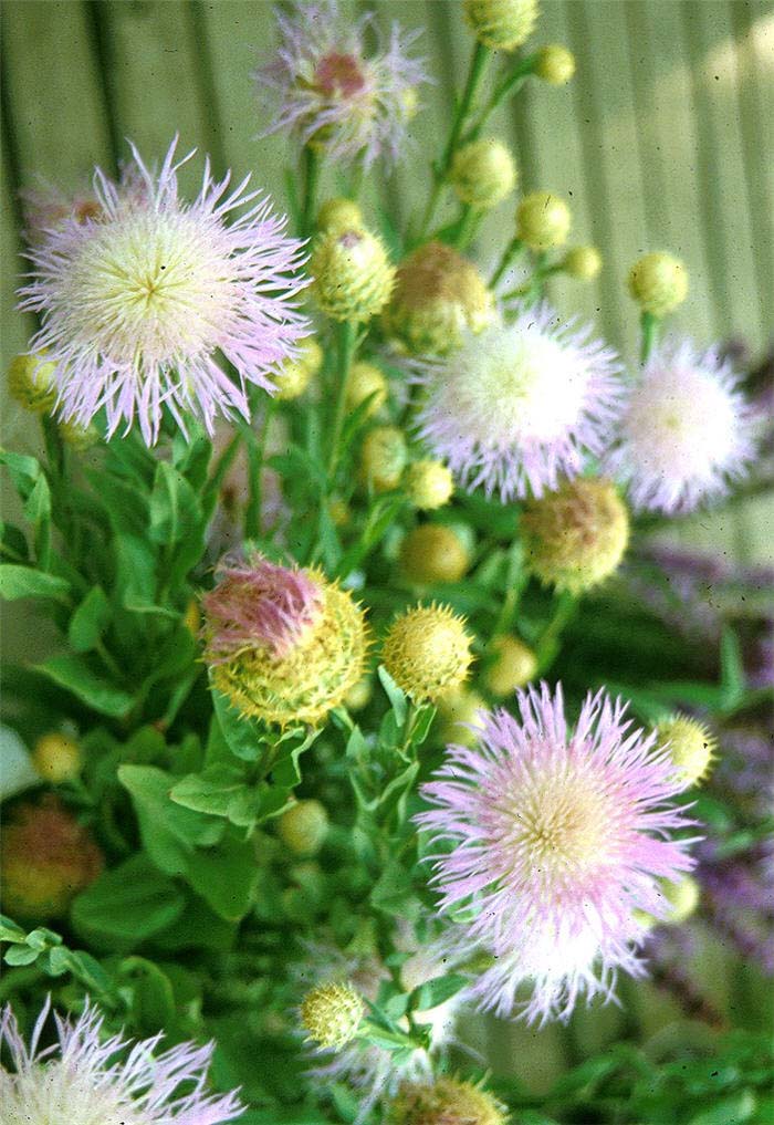 Basket Flower, Cardo-del-Valle