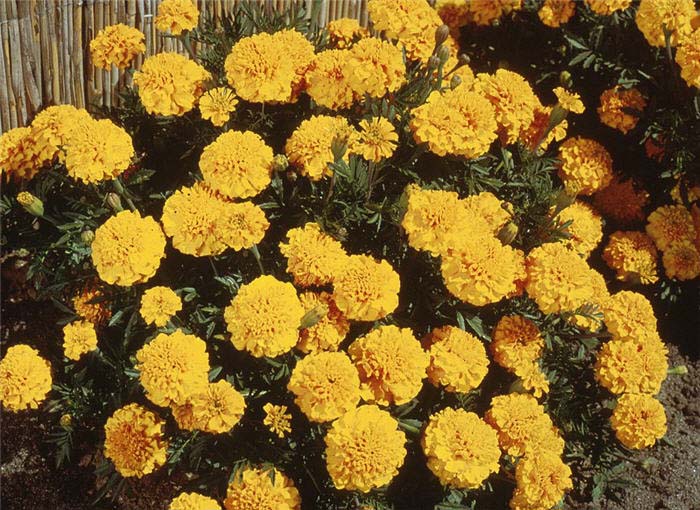 Tagetes erecta 'Lady'