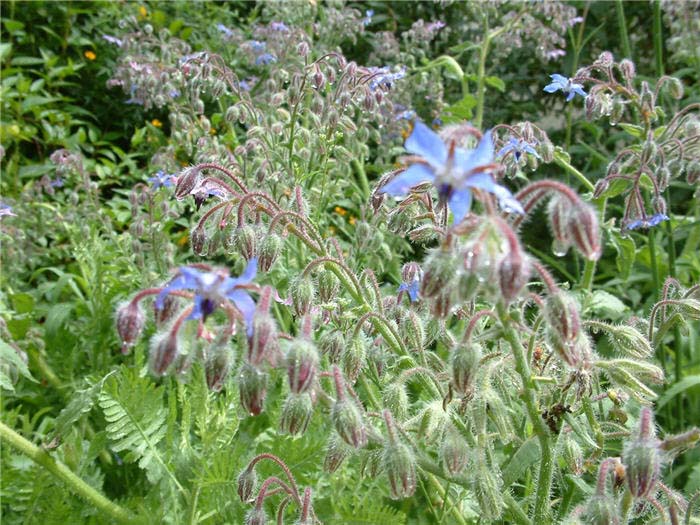 Borago officinalis