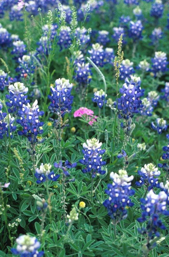 Lupinus texensis