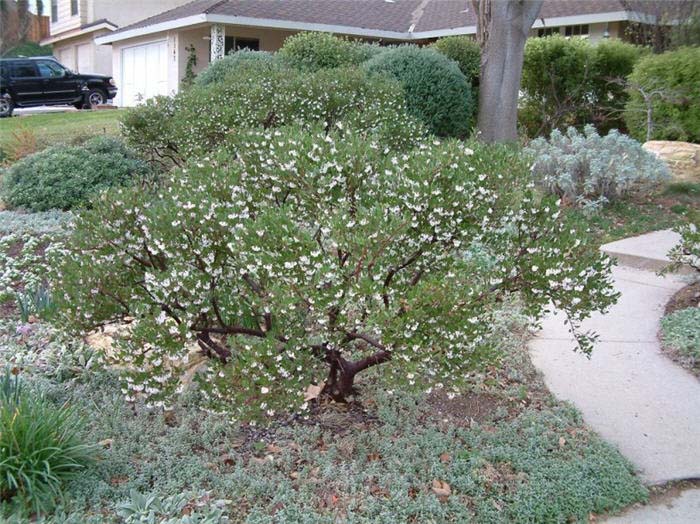 Arctostaphylos densiflora 'Howard McMinn