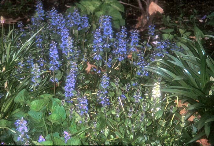 Ajuga reptans