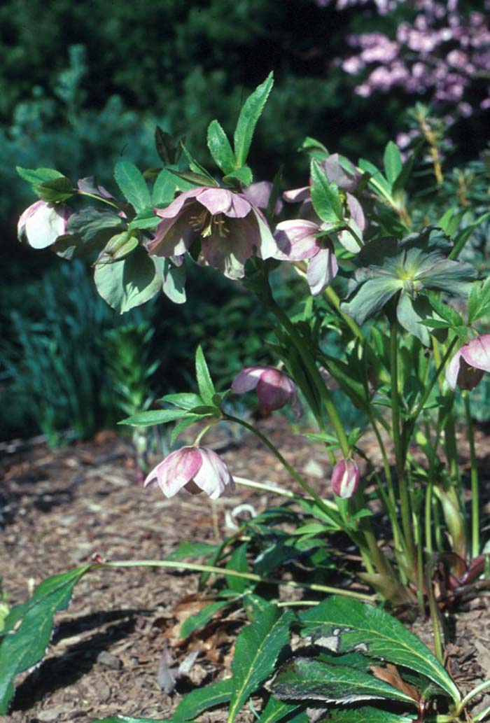 Hellebore, Lenten Rose