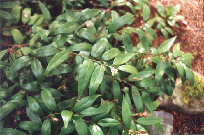 Leucothoe fontanesiana