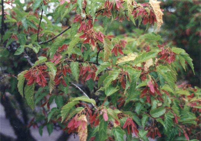 Plant photo of: Acer ginnala