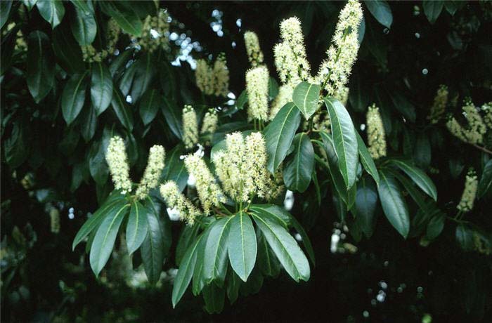 Prunus laurocerasus