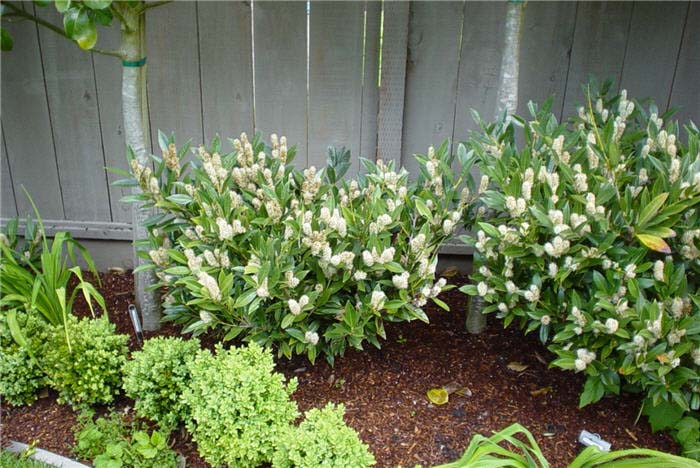 Plant photo of: Prunus laurocerasus 'Otto Luyken'