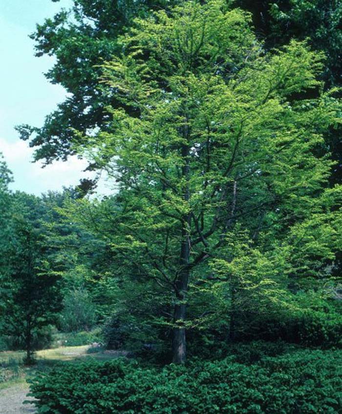 Cypress, Bald / Swamp Cypress