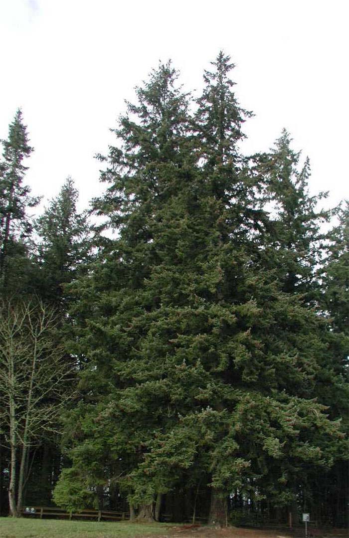 Plant photo of: Pseudotsuga menziesii