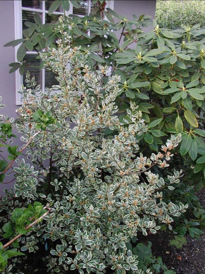 Buckthorn, Italian Variegated