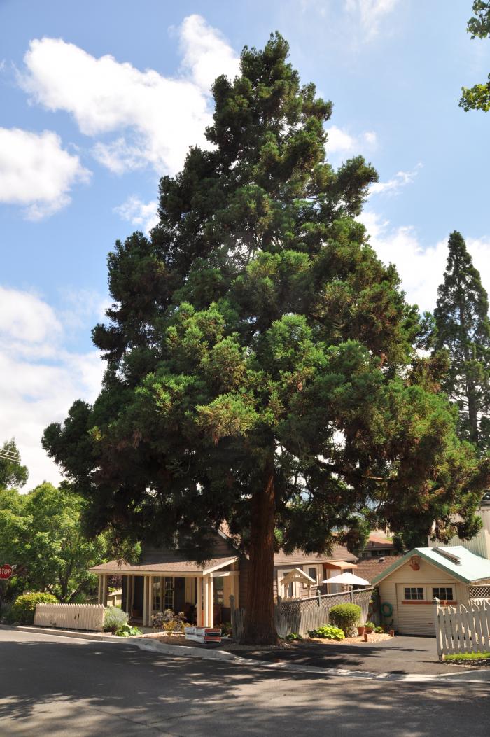 Sequoia sempervirens