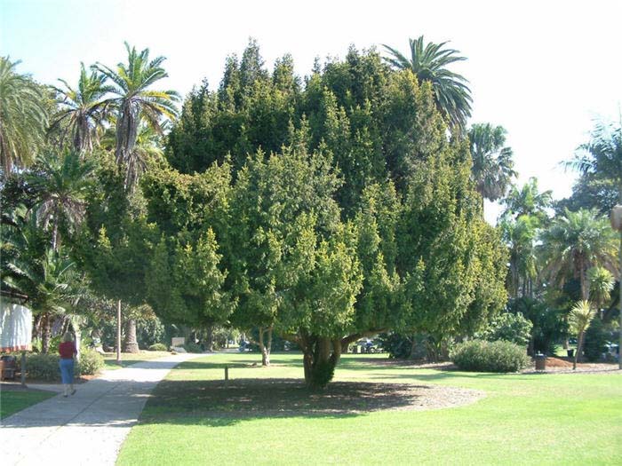 Taxus baccata