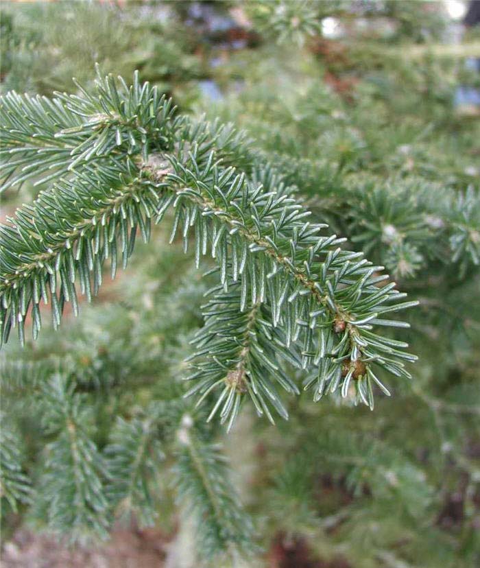 Abies lasiocarpa