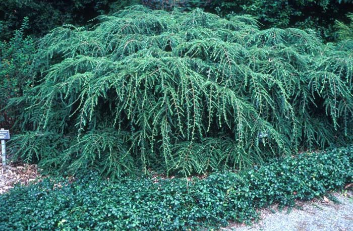 Tsuga canadensis 'Pendula'