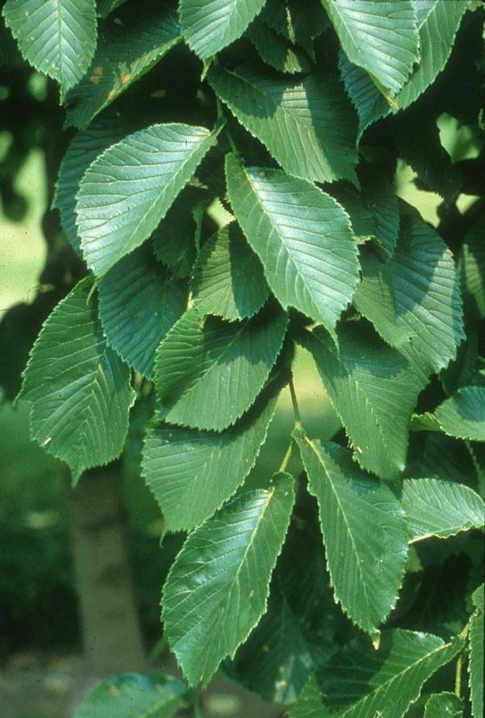 Plant photo of: Ulmus glabra 'Camperdownii'